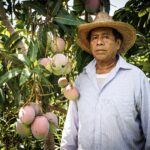 Guerrero se consolida como el primer productor de mango en México