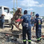 Personal de la SGIRPCGro rescató a un caballo que cayó en un registro de agua en Acapulco