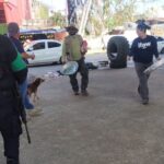 Supervisan afectaciones en los campamentos tortugueros en Acapulco y Coyuca