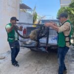 Continúan las jornadas de atención, revisión y rescate animal en el Parque Papagayo