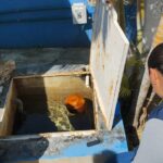 Se continúa la vigilancia para control de casos de dengue para evitar riesgos sanitarios principalmente en Acapulco y Coyuca: SSG