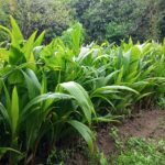 Lanza Evelyn Salgado programa para renovar huertas de coco en Guerrero