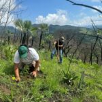 Personal de la SEMAREN Guerrero realizaron una reforestación en el cerro El Colorado