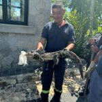 La SGIRPCGRO implementa operativo especial para capturar cocodrilos en zonas urbanas de Acapulco