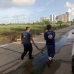 Continúa labores de búsqueda y captura de cocodrilos en playas y zonas urbanas de Acapulco