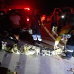 Suman nueve cocodrilos capturados en diferentes zonas de Acapulco