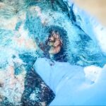 El hato guerrerense libre de gusano barrenador