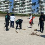 Policía Ecológica Estatal Recupera 98 Huevos de Tortuga Marina en Acapulco