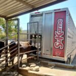 Sagadegro impulsa la ganadería en Guerrero con transferencia de embriones