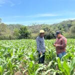 Mantiene Sagadegro monitoreo técnico para el control del gusano cogollero en cultivos de maíz