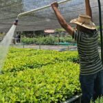 Avanza la producción de plantas forestales para la Reforestación 2025