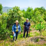 Capacitan en Guerrero a productores de aguacate sobre buenas prácticas agrícolas