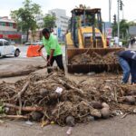 Continúan los trabajos de limpieza y retiro del lirio acuático en la bahía de Acapulco 