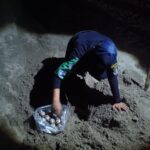 Logra Policía Ecológica rescate y resguardo de más de mil 900 huevos de tortuga marina en Acapulco