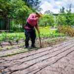 Sagadegro promueve huertos de traspatio como modelo de autosuficiencia