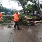 Personal de la SGIRPCGRO realizaron trabajos de limpieza y retiraron un árbol caído