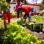Sagadegro cosecha su primera producción de lechugas en el Huerto Demostrativo