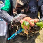 Realiza Policía Ecológica Estatal y PROFEPA operativo de protección de fauna silvestre en playas de Acapulco