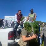 Gobierno del estado realiza jornada de reforestación en la región Sierra