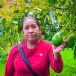 Sagadegro brinda asistencia técnica a productores de aguacate de la Sierra