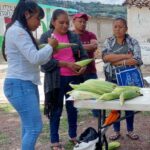 Sagadegro realiza demostración de variedades nativas y mejoradas de maíz en el municipio de Tlapa