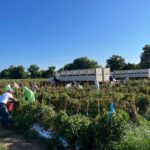 Más de 3 mil 600 trabajadores agrícolas se han colocado en lo que va del año a través de los Programas de Movilidad Laboral: Omar Estrada