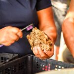 Gobierno del estado realiza repoblamiento de ostión de roca en Acapulco