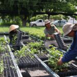 Fortalece SEMAREN la reforestación estatal en 2025