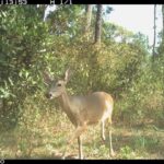 Guerrero fortaleció en 2025 el monitoreo y la conservación de especies prioritarias