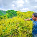 La Sagadegro mantiene en la Sierra acciones de monitoreo en la producción de aguacate