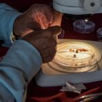 En Guerrero se intensifica el combate al gusano barrenador se dispersan más de 96 millones de moscas estériles para su control