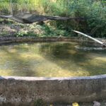 Se impulsa unidades de productores acuícolas en Leonardo Bravo a través de la SAGADEGRO