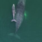 Ballena jorobada y su cría regalan espectáculo natural en la Bahía de Santa Lucía, en Acapulco