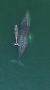 Ballena jorobada y su cría regalan espectáculo natural en la Bahía de Santa Lucía, en Acapulco