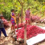 Lleva Sagadegro el programa de Acompañamiento Técnico y Perspectiva de Género a productores de jamaica de la Costa Chica