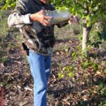Sujetos de derecho del programa Sembrando Vida continúan con las acciones de trampeo contra la mosca del gusano barrenador