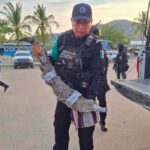 Rescata Policía Ecológica Estatal cocodrilo y lo entrega a PROFEPA en Acapulco