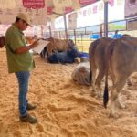 Refuerzan verificación de ganado en Costa Grande durante ferias regionales