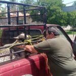 En Guerrero se  refuerza vigilancia para evitar la propagación de plagas y enfermedades en el ganado