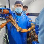 Mil doscientos setenta y cuatro guerrerenses obtienen empleo formal en el extranjero en el primer semestre del año: STyPS 