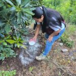 Guerrero fortalece la producción de aguacate con asistencia técnica especializada en la región Sierra