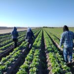 Con empleo temporal en Estados Unidos, 388 jornaleros guerrerenses acceden a oportunidades laborales formales